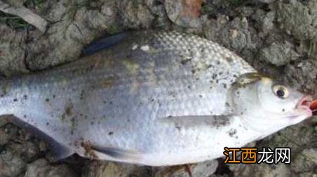 钓鳊鱼怎么选钓位 鳊鱼的钓法技巧及钓位选择