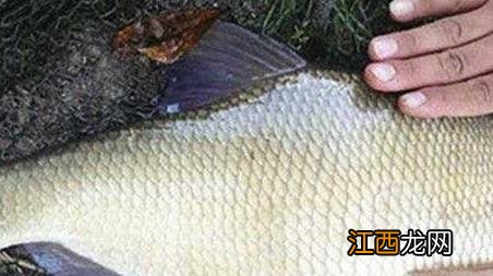 鳊鱼钓多深水效果最佳 钓鲮鱼最佳水深