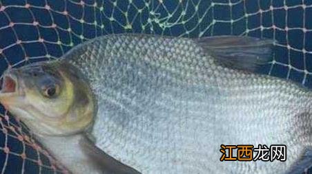 鳊鱼钓多深水效果最佳 钓鲮鱼最佳水深