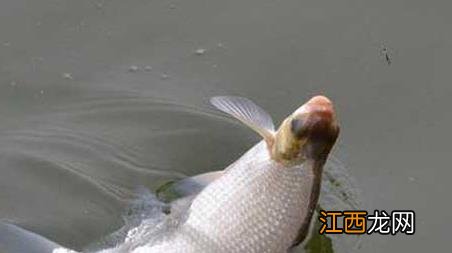 鳊鱼钓多深水效果最佳 钓鲮鱼最佳水深