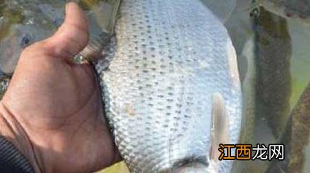 鳊鱼是钓底还是钓浮 用玉米钓鳊鱼是钓底还是钓浮