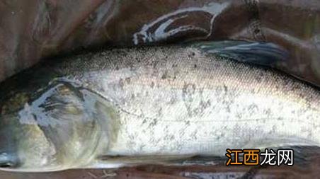 钓鳙鱼的两大钓法技巧 鳙鱼的钓法及注意事项