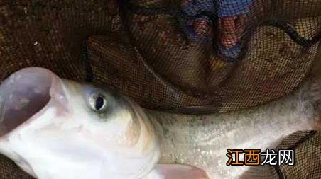 钓鳙鱼的两大钓法技巧 鳙鱼的钓法及注意事项