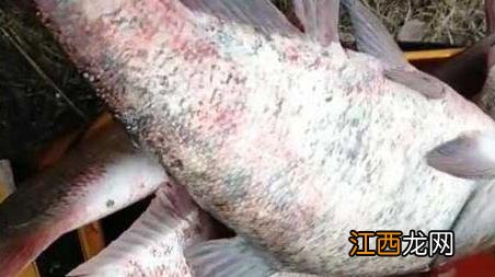 钓鳙鱼的两大钓法技巧 鳙鱼的钓法及注意事项