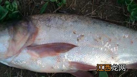 钓鲢鱼的方法和技巧 鲢鱼的钓法及注意事项