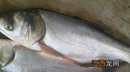 钓白鲢花鲢正确钓法及注意事项 钓白鲢花鲢正确钓法及注意事项大全