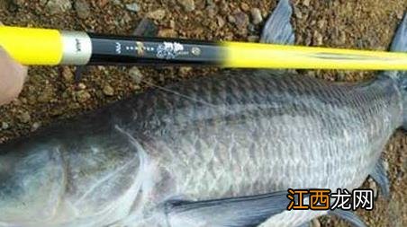 冬季黑坑青鱼珠珠钓法 黑坑青鱼珠珠钓法及注意事项