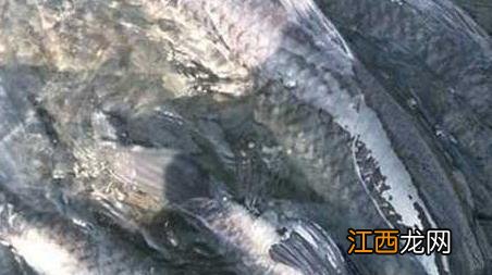 黑坑钓青鱼绝招 黑坑钓青鱼有几种钓法