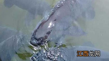 黑坑钓青鱼绝招 黑坑钓青鱼有几种钓法