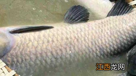 黑坑钓青鱼绝招 黑坑钓青鱼有几种钓法