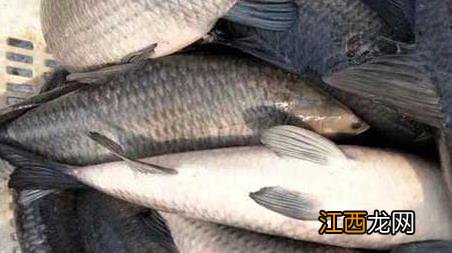 黑坑钓青鱼绝招 黑坑钓青鱼有几种钓法