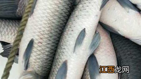 黑坑钓青鱼绝招 黑坑钓青鱼有几种钓法