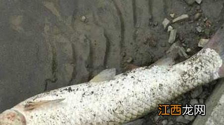 怎样钓草鱼上鱼最快 草鱼怎么才好钓