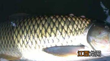 怎样钓草鱼 钓草鱼技巧 钓草鱼技巧及注意事项