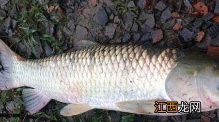 怎样钓草鱼 钓草鱼技巧 钓草鱼技巧及注意事项