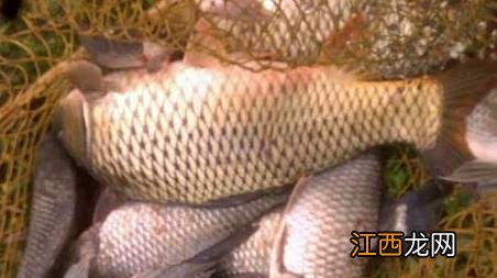 冬季钓鲤鱼调几钓几最好 鲤鱼调几钓几最合适