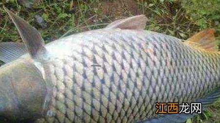 初秋钓鲤鱼技巧及注意事项 初秋垂钓鲤鱼技巧