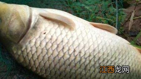 初秋钓鲤鱼技巧及注意事项 初秋垂钓鲤鱼技巧