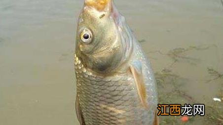 初秋钓鲤鱼技巧及注意事项 初秋垂钓鲤鱼技巧