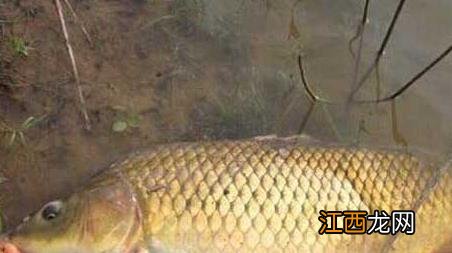 初秋钓鲤鱼技巧及注意事项 初秋垂钓鲤鱼技巧