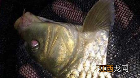 秋天河里怎么钓鲤鱼 秋季溪河野生鲤鱼钓法及注意事项