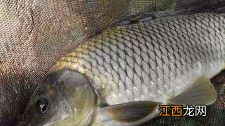 秋天河里怎么钓鲤鱼 秋季溪河野生鲤鱼钓法及注意事项