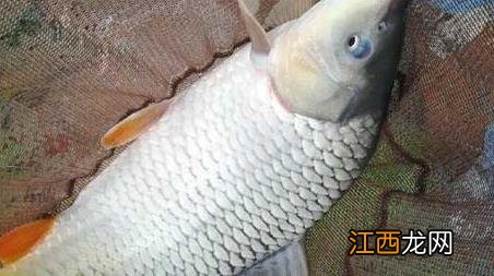 春季鲤鱼钓法技巧野钓 春季钓鲤鱼技巧及注意事项