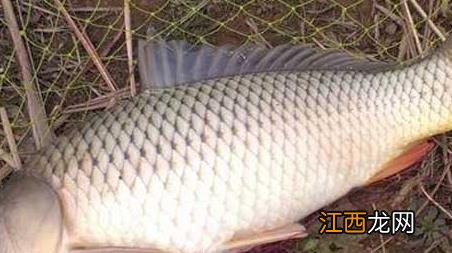 春季鲤鱼钓法技巧野钓 春季钓鲤鱼技巧及注意事项