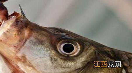 为什么蚯蚓钓不到大鱼 蚯蚓为什么钓不到大鲤鱼