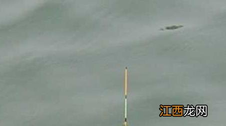 黑漂提竿不中鱼怎么办 黑坑黑漂提竿却不中鱼的解决妙招