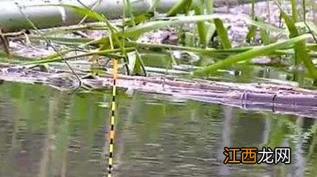 钓鱼什么漂相应该提竿 钓鱼什么漂相可扬竿