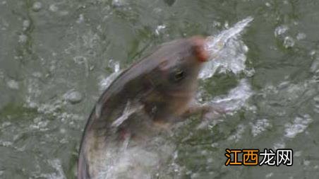 野钓怎么选择钓位 野钓怎么选择钓位视频