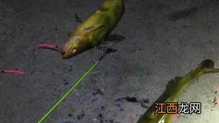 钓黄颡鱼的技巧 钓黄颡鱼有什么技巧