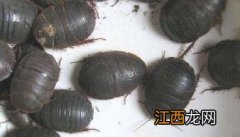 地鳖虫吃什么 地鳖虫吃什么食物为主