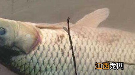 水库钓鲤鱼实用技巧 水库钓鲤鱼的技巧和方法