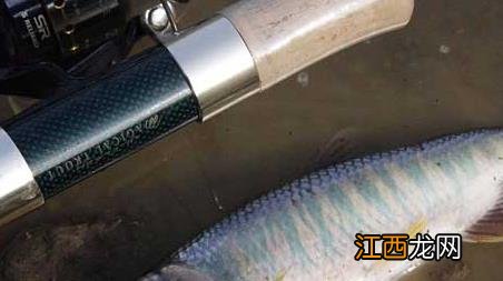 溪流钓怎么选钓位 溪流钓怎么选钓点