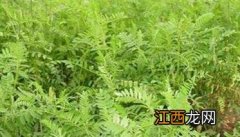 绿肥种植技术要点及需注意事项视频 绿肥种植技术要点及需注意事项