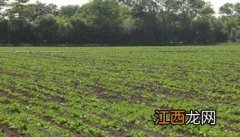 甜菜如何种植技术 甜菜播种时间和方法