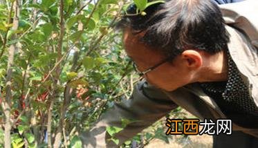 油茶怎么种植 油茶怎么种植视频