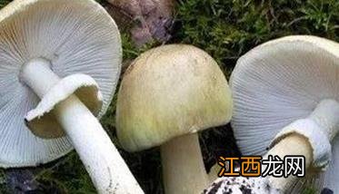 蘑菇病毒病发病原因是什么 蘑菇病毒图片