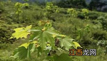 怎样种植油桐，油桐栽培技术要点 怎样种植油桐,油桐栽培技术要点