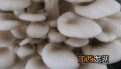 平菇怎么种植：分享平菇种植最简单方法