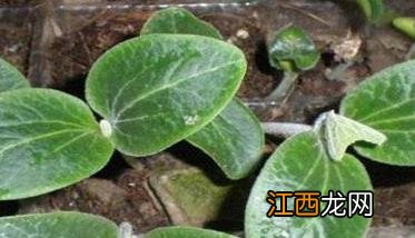 南瓜种植时间 南瓜种植时间和方法视频