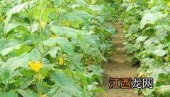 黄瓜定植后管理技术步骤与要点有哪些 黄瓜定植后管理技术步骤与要点