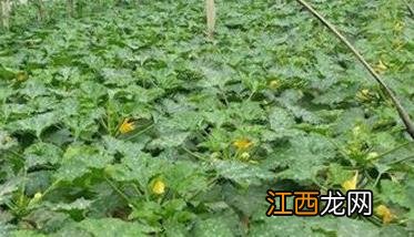 西葫芦种植时间与田间管理方法 西葫芦的种植时间和管理方法