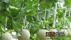 香瓜种植技术与管理法视频 香瓜种植技术