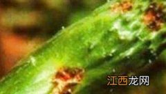 黄瓜黑星病用什么药一遍治住 黄瓜黑星病用什么药