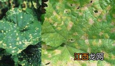 黄瓜细菌性角斑病预防与防治方法 黄瓜细菌性角斑病预防与防治方法