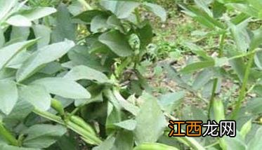 蚕豆什么时候种植合适 蚕豆什么时间种合适
