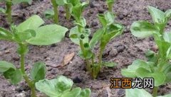 蚕豆什么时候种植合适 蚕豆什么时间种合适